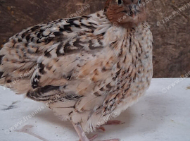 Coturnix quail cockerals