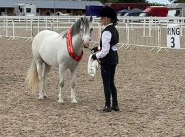 Absolute top class Welsh section A mare ready to go to the top!