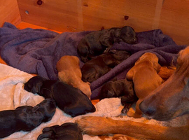 Irish doodle puppies