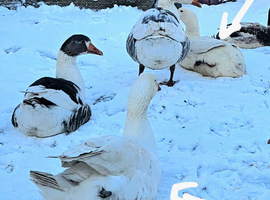 Breeding pair