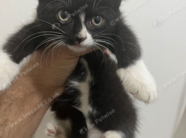 Female kitten