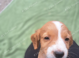 Puppies