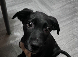 Border collie/ Staffie