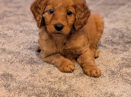 Stunning F2 labradoodles