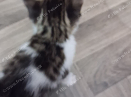 Lovely little boy kitten