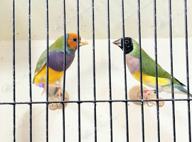 Gouldian Finch
