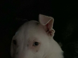 Staffy cross border collie