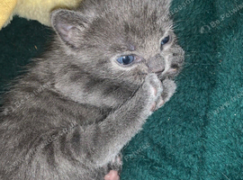 2 kittens for sale. Both girls