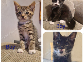 3 Kittens ready for their new homes