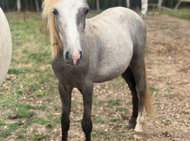 Welsh yearling colt