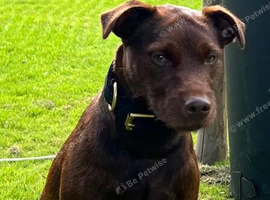 Female terrier