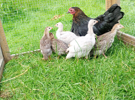7 Beautiful Guinea Fowl Keets