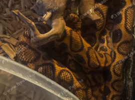 Brazilian rainbow boa