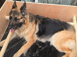 German Shepherd puppies