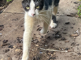 Male cat