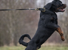 Protection Trained & Crufts Qualified Stud!