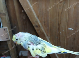 baby hand reared budgie with cage