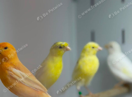 Canaries