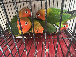 Fischers lovebirds