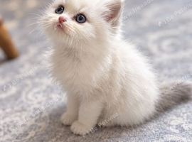 Cats for rehoming