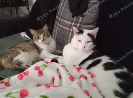 2 cats