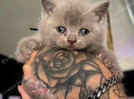 3 beautiful British shorthairs left