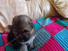 4 week old Germanshepherd pups  fw