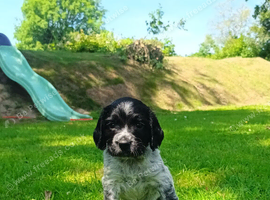 Sprocker Spaniel Puppies for Sale