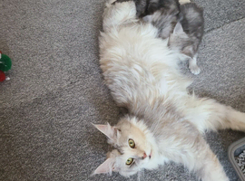 Tica registered maine coon kittens