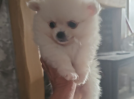 Stunning pomchies