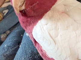 Lutino hand reared galah