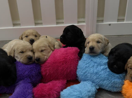 Beautiful Goldador Puppies