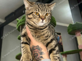 British Shorthair Female
