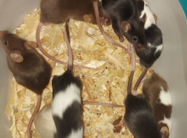 Young Mice for sale