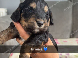 4 beautiful cockapoo puppies