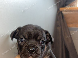 French bulldog pups