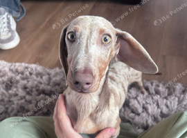 Miniature dachshund