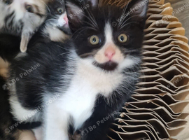 mum cat and 8 week old male kitten