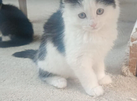 Kittens in need of a good home