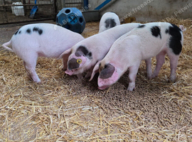 GOS Weaners available