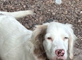 5 month old cocker spaniel