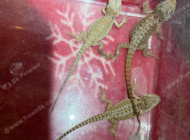Baby bearded dragons unsexed