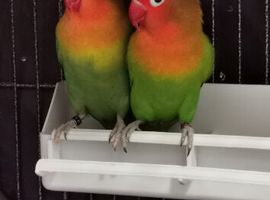 Love Birds