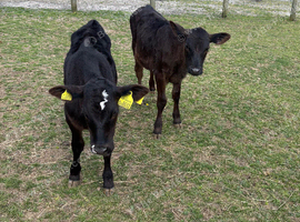 Pet cows