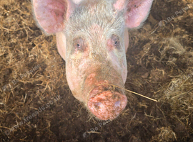 White Sow in pig to tamworth boar