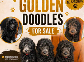 F1B  Rare black standard Goldendoodle puppies in North Wales