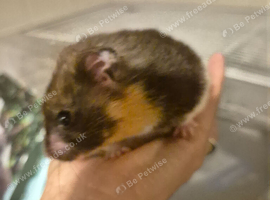 Female hamster