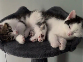 Kittens