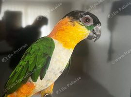 Pair of black headed caique 3 year old