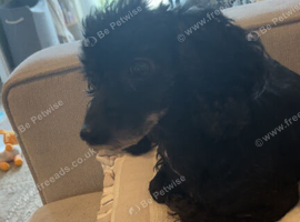 Bella
